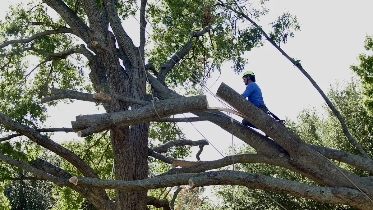 Professional Crown Thinning performed by certified arborists in New Limerick